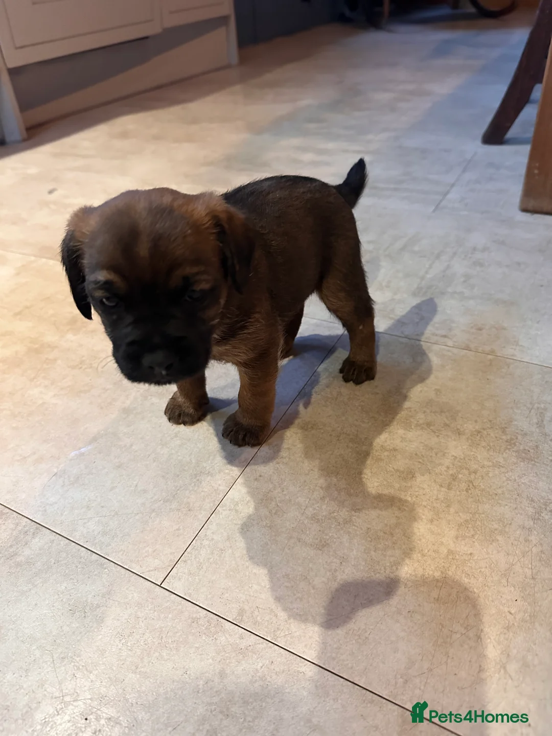 Border Terrier dogs for sale: Border terrier puppies - Advert 26