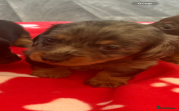Miniature Dachshund dogs for sale: 5 playful miniature dachshund - Image 4