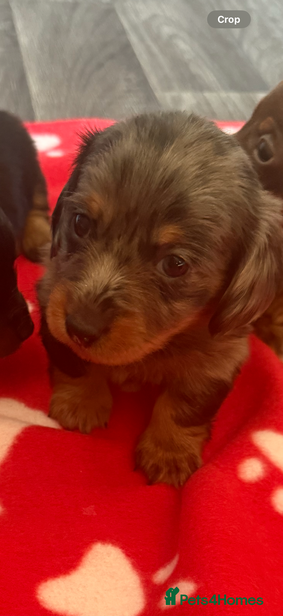 Miniature Dachshund dogs for sale: 5 playful miniature dachshund - Image 4