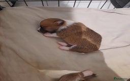 Jack Russell dogs for sale: Mini jack russells  - Image 10