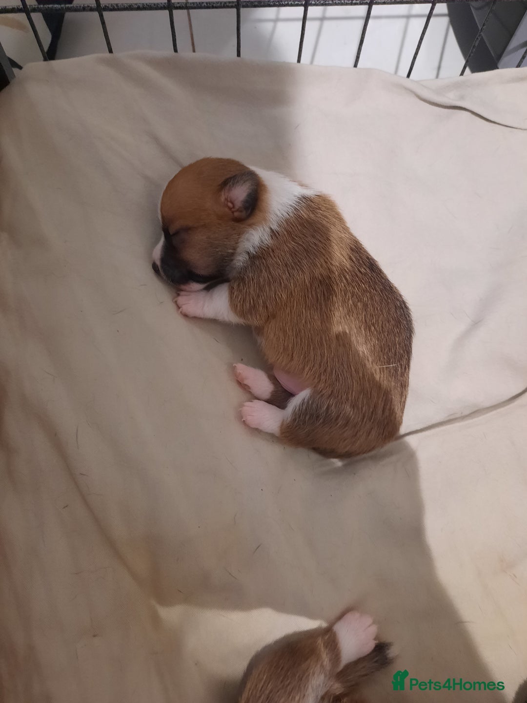 Jack Russell dogs for sale: Mini jack russells  - Image 10