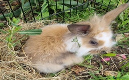 Mini Lion Lop rabbits for sale: Male mini lion lop - Image 11
