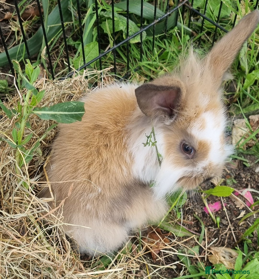 Mini Lion Lop rabbits for sale: Male mini lion lop - Image 11