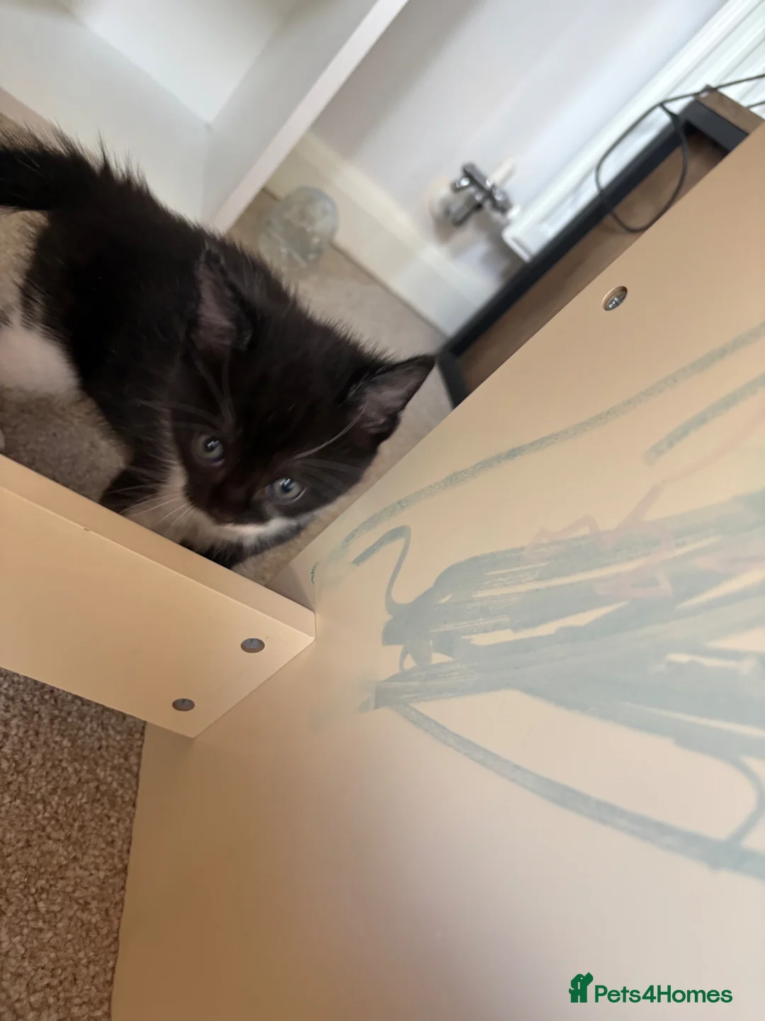 Mixed Breed cats for sale: 3 tabby 3 black and white - Advert 15