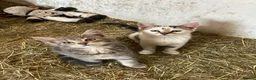 Mixed Breed cats for sale: Kittens for Sale, ready now. - Advert 2