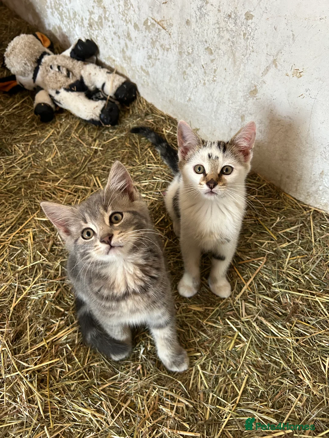 Mixed Breed cats for sale: Kittens for Sale, ready now. - Advert 2