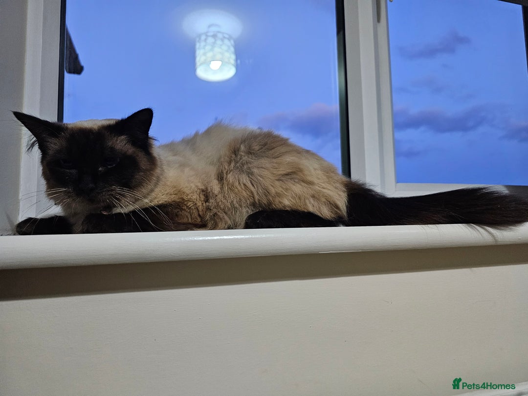 Ragdoll cats for sale: Pure Ragdoll Cat  2 Years Old, Affectionate & Calm - Image 6