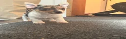 Jack Chi dogs for sale: 8 week male pup, chihuahua x jack  in Bristol - Advert 4