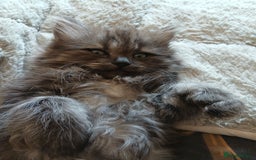 Mixed Breed cats for sale: British long hair cross Ragdoll  - Image 20