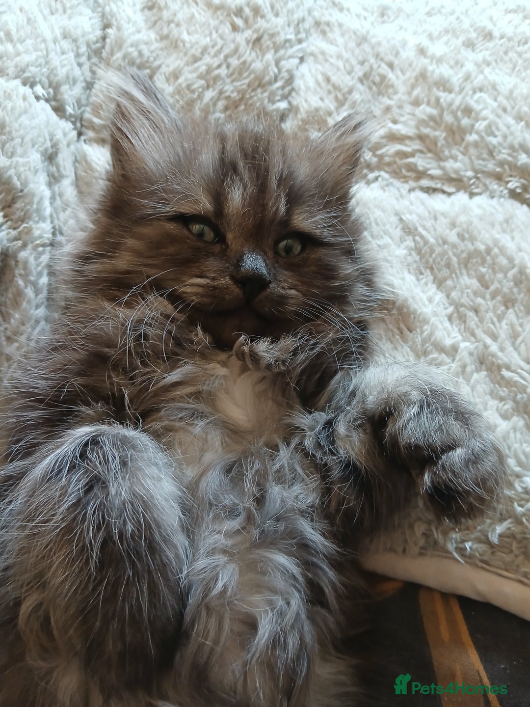 Mixed Breed cats for sale: British long hair cross Ragdoll  - Image 20