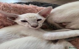 Siamese cats for sale: Siamese and Oriental Kittens  - Image 4