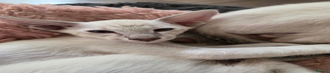 Siamese Kitten 6