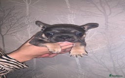French Bulldog dogs for sale: French bulldog pups  - Image 5