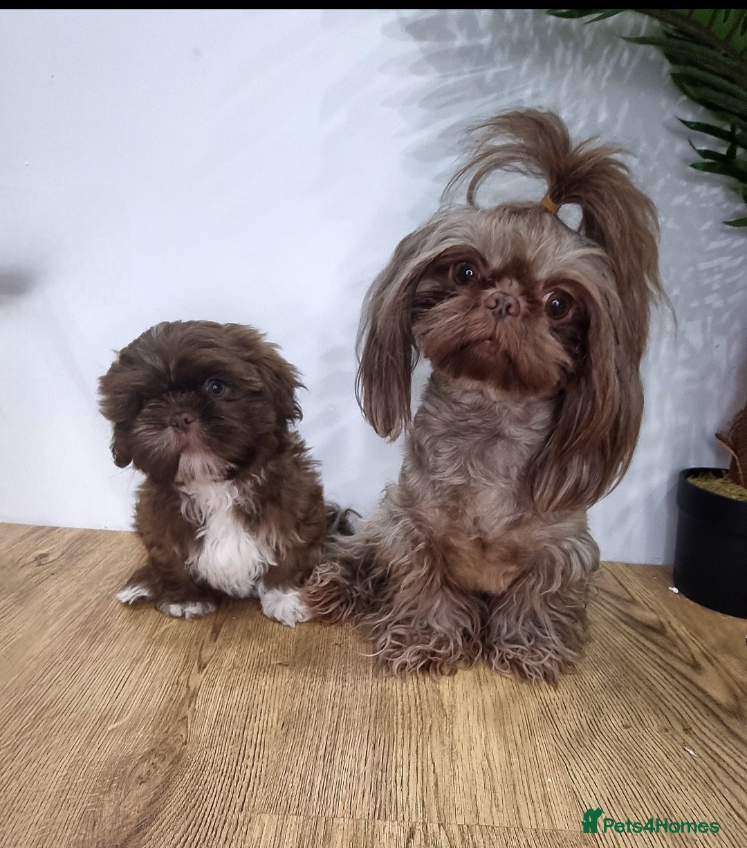 Shih Tzu dogs Kc Registered Imperial Shih Tzu for Stud - Advert 1
