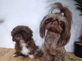 Shih Tzu dogs Kc Registered Imperial Shih Tzu for Stud - Advert 1