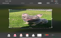 French Bulldog dogs for sale: Kc Male French bulldog  - Image 4