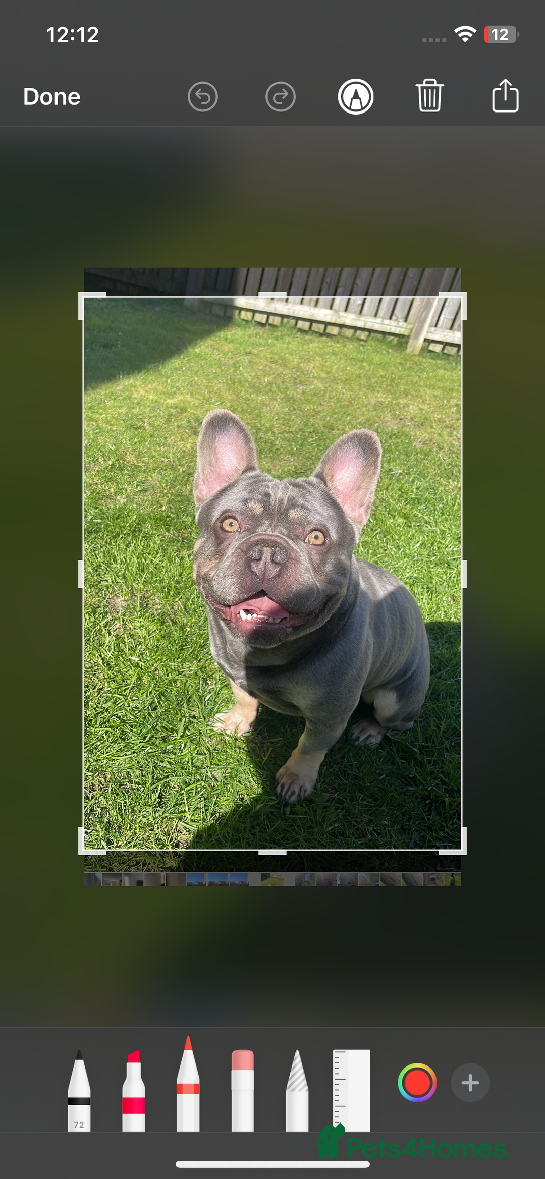 French Bulldog dogs for sale: Kc Male French bulldog  - Image 4