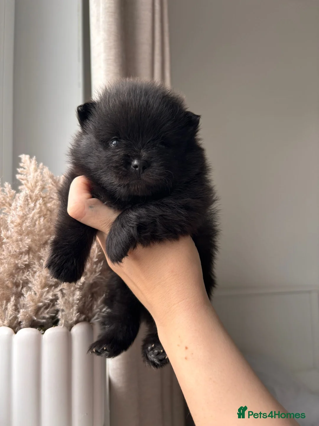 Pomeranian dogs for sale: 🐻 TINY TEDDY BEAR FLUFFY POMERANIAN PUPS 🐻 - Advert 2