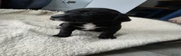 Bernese Mountain Dog dogs for sale: Labernese. F1 - Advert 8
