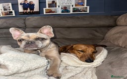French Bulldog dogs for sale: Beautiful Ellie  - Image 9