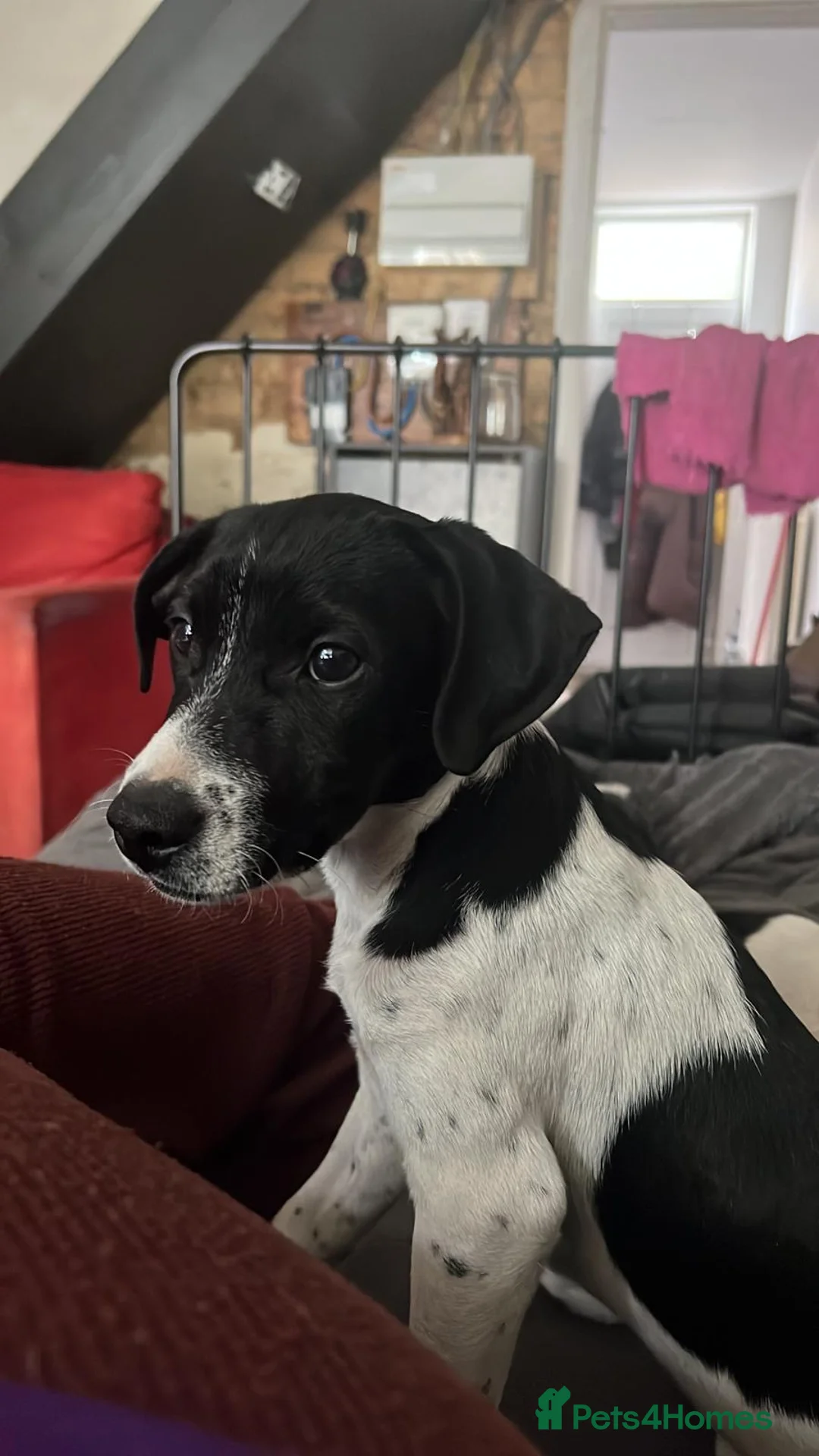 Jack Russell dogs for sale: Beautiful 5 months old Jack Russell pups. - Advert 11