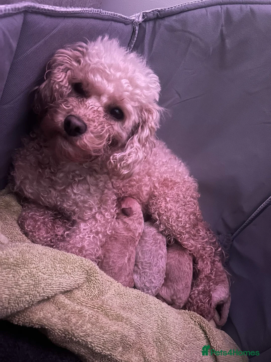 Toy Poodle dogs for sale: Beautiful KC registered Toy Poodle Puppies 💛 - Advert 2