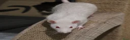 Rat rodents for sale: Young ginger rats in Croydon - Advert 6