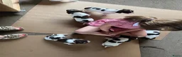 English Springer Spaniel dogs for sale: Springer Spaniel Puppies  in West Linton - Advert 9