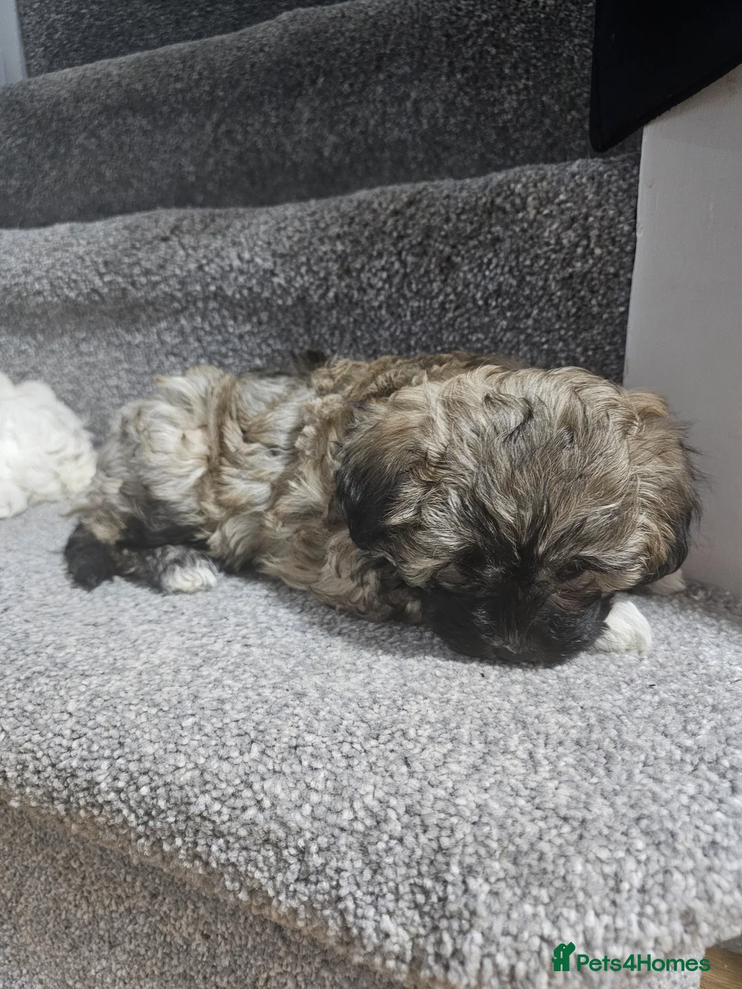 Bichon Frise dogs for sale: Lovely bichon girl - Advert 2