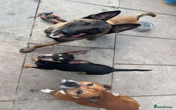 Belgian Shepherd Dog dogs for sale: Belgian Malinois - Whiskey - Image 8