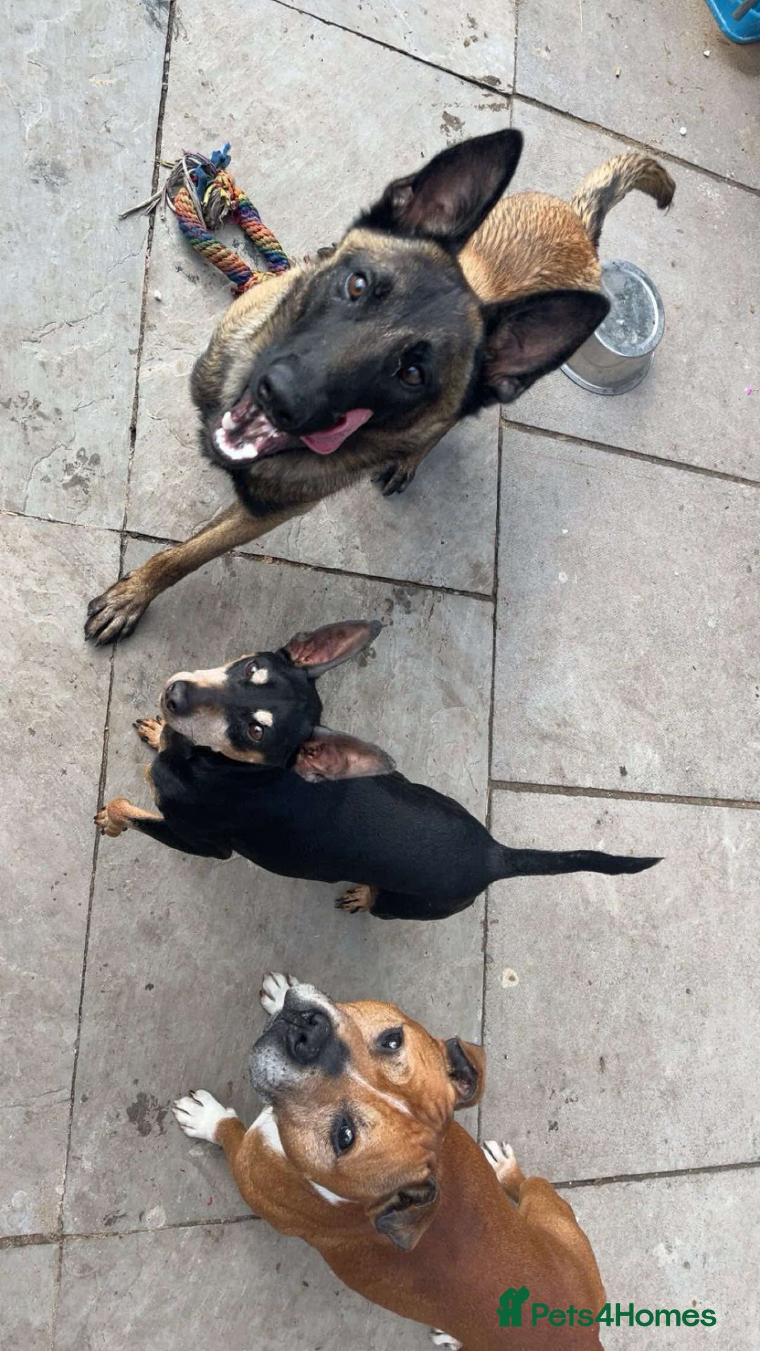 Belgian Shepherd Dog dogs for sale: Belgian Malinois - Whiskey - Image 8