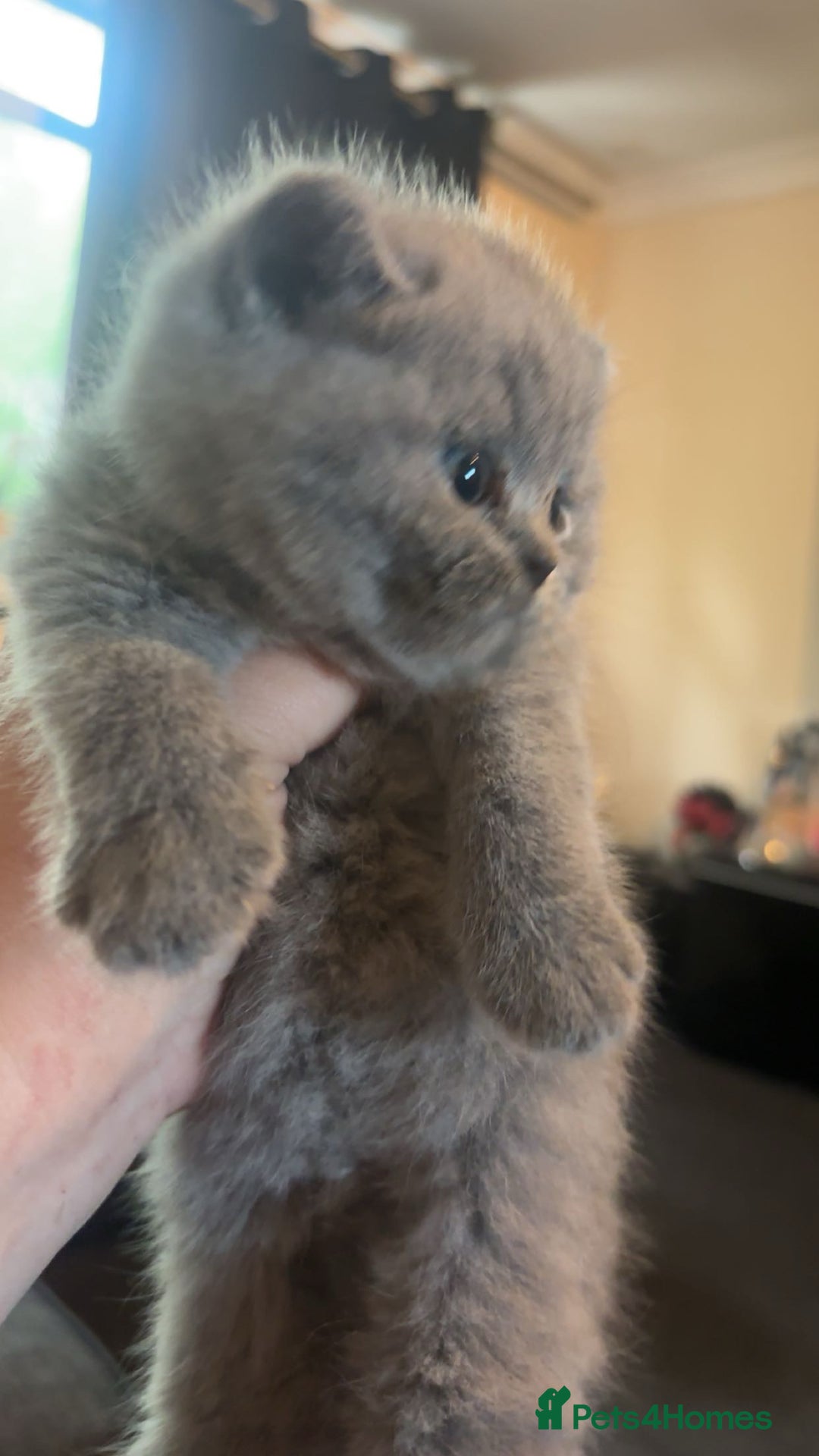 British Shorthair cats for sale: British blue shorthairs girls ready 10/8 - Image 7