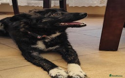 Mixed Breed dogs for adoption: 💖🐶 JUJU 🐶💖 - Image 2