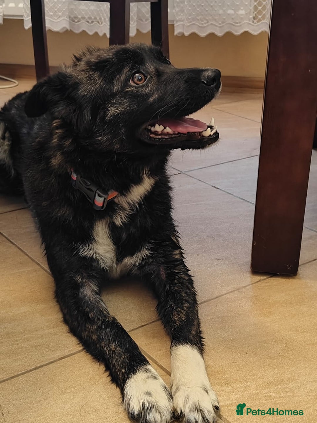 Mixed Breed dogs for adoption: 💖🐶 JUJU 🐶💖 - Image 2