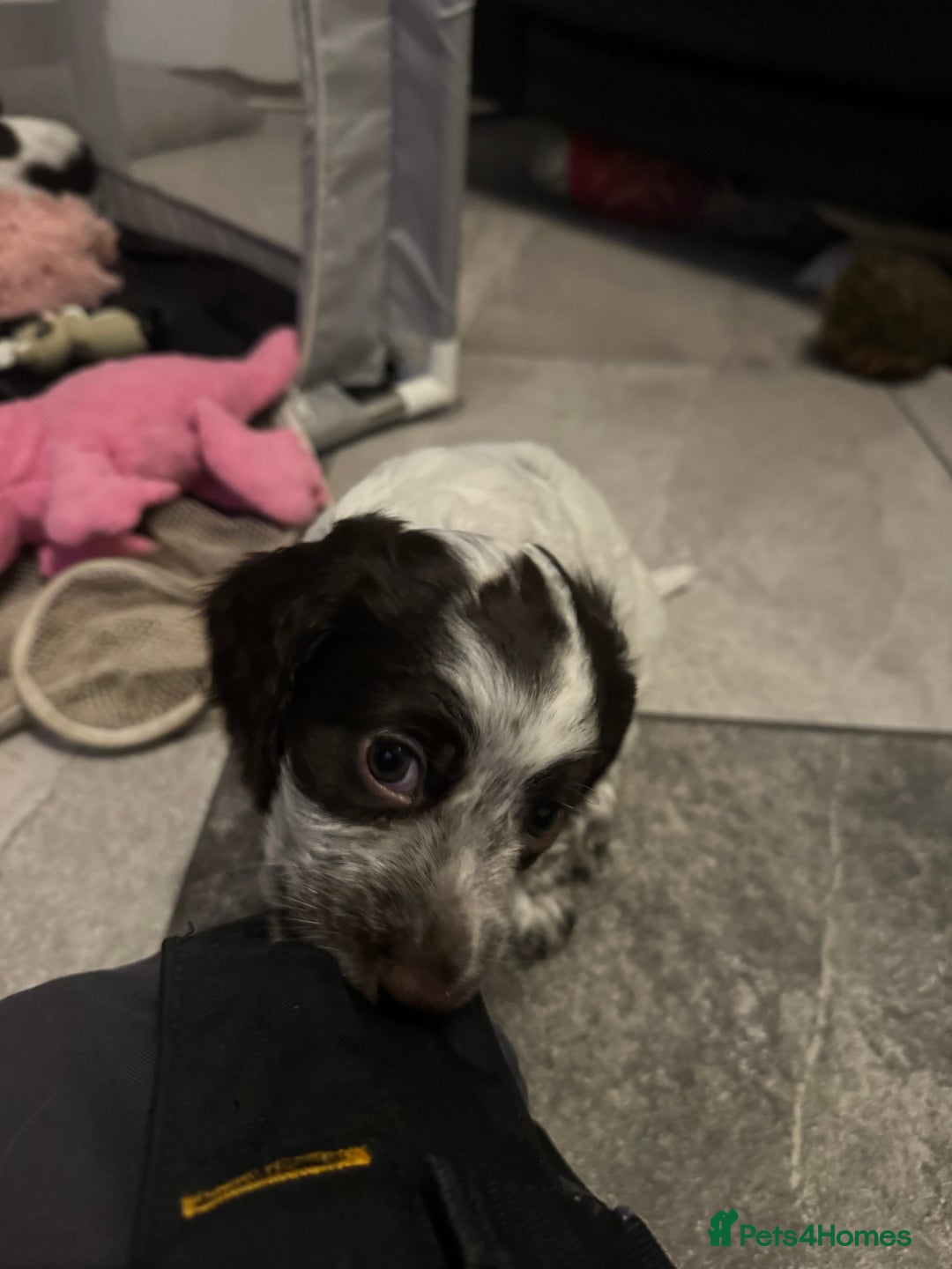 Cocker Spaniel dogs for sale: Cocker spaniel Puppies  - Advert 10