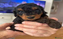 Jackapoo dogs for sale: Jackapoo x Asian toy poodle F1B - Image 19
