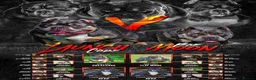 American Bulldog dogs for stud: Bully stud - Advert 3