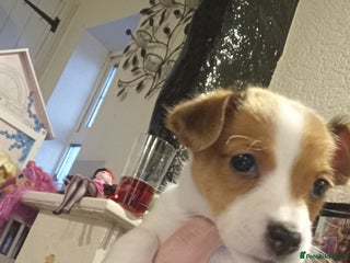 Jack Russell dogs Jack russell puppies - Advert 15