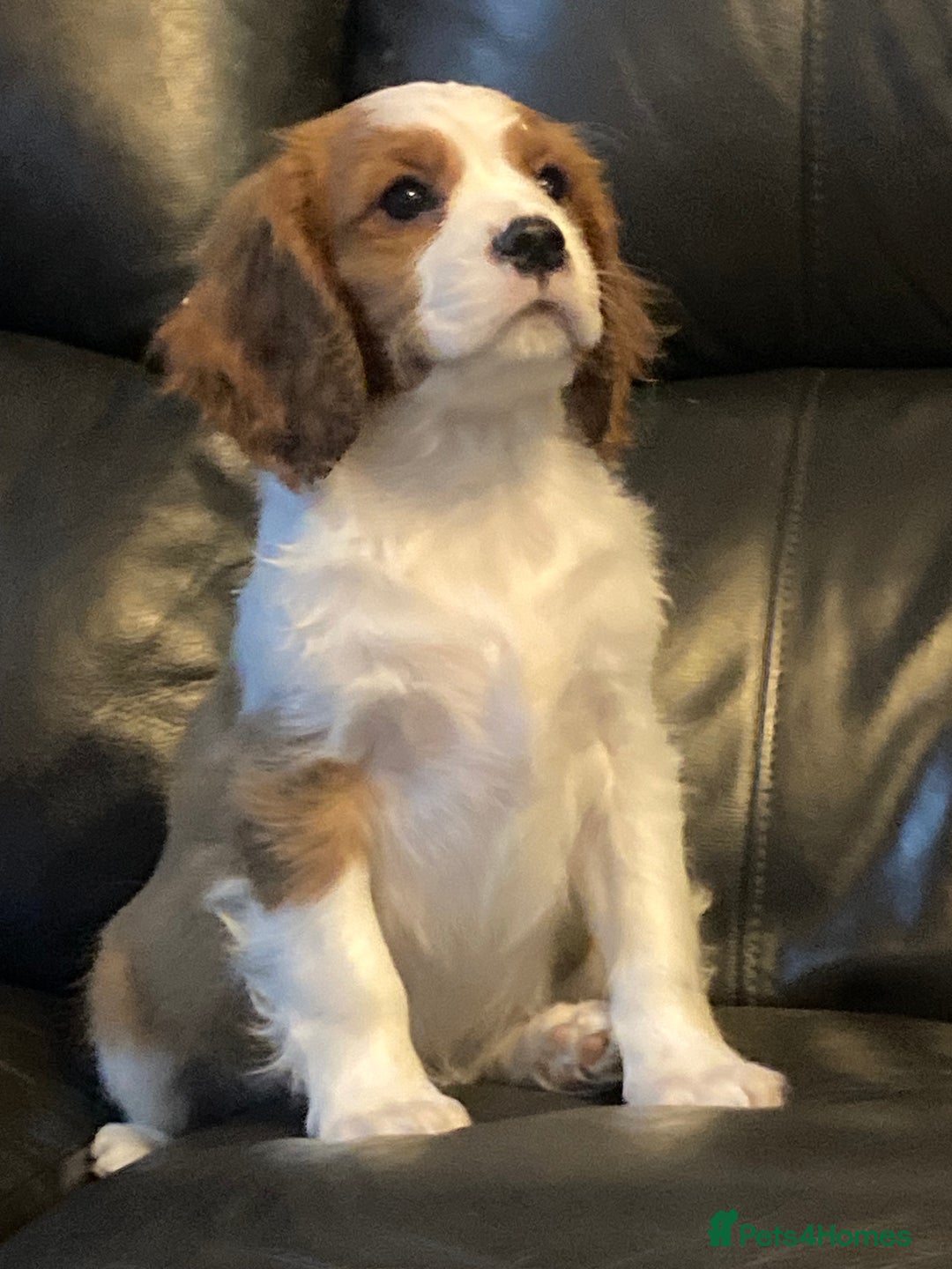 Cavalier King Charles Spaniel dogs for sale: Beautiful cavaliers  - Advert 9