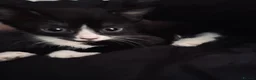 Mixed Breed cats for sale: 5 Beautiful Kittens For Loving Homes in Ashford - Advert 6