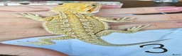 Bearded Dragon reptiles for sale: Baby Beirded Dragons - Advert 1