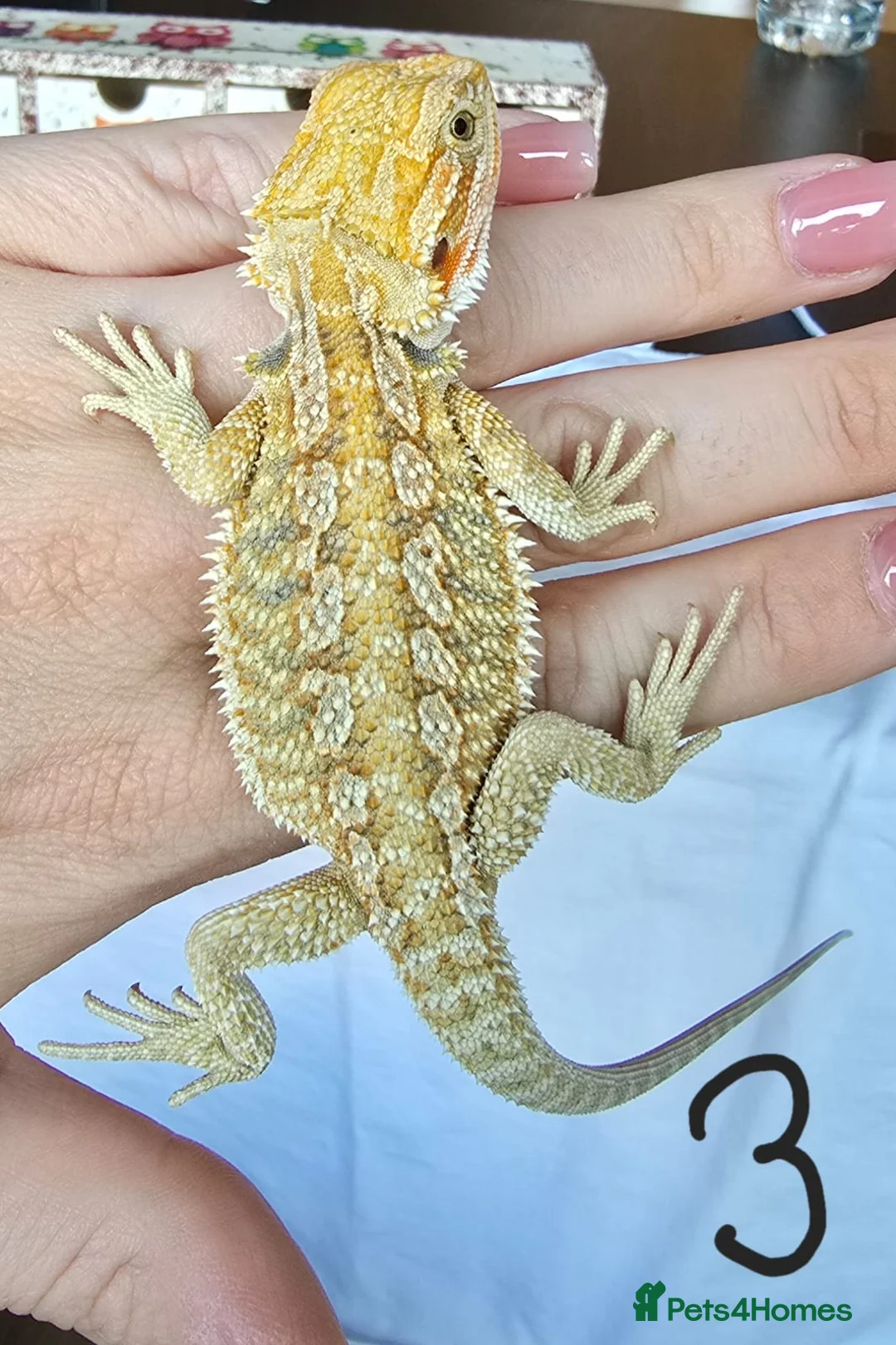 Bearded Dragon reptiles for sale: Baby Beirded Dragons - Advert 1