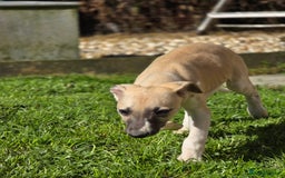 Whippet dogs for sale: Mouse the kc reg whippet female. - Image 19