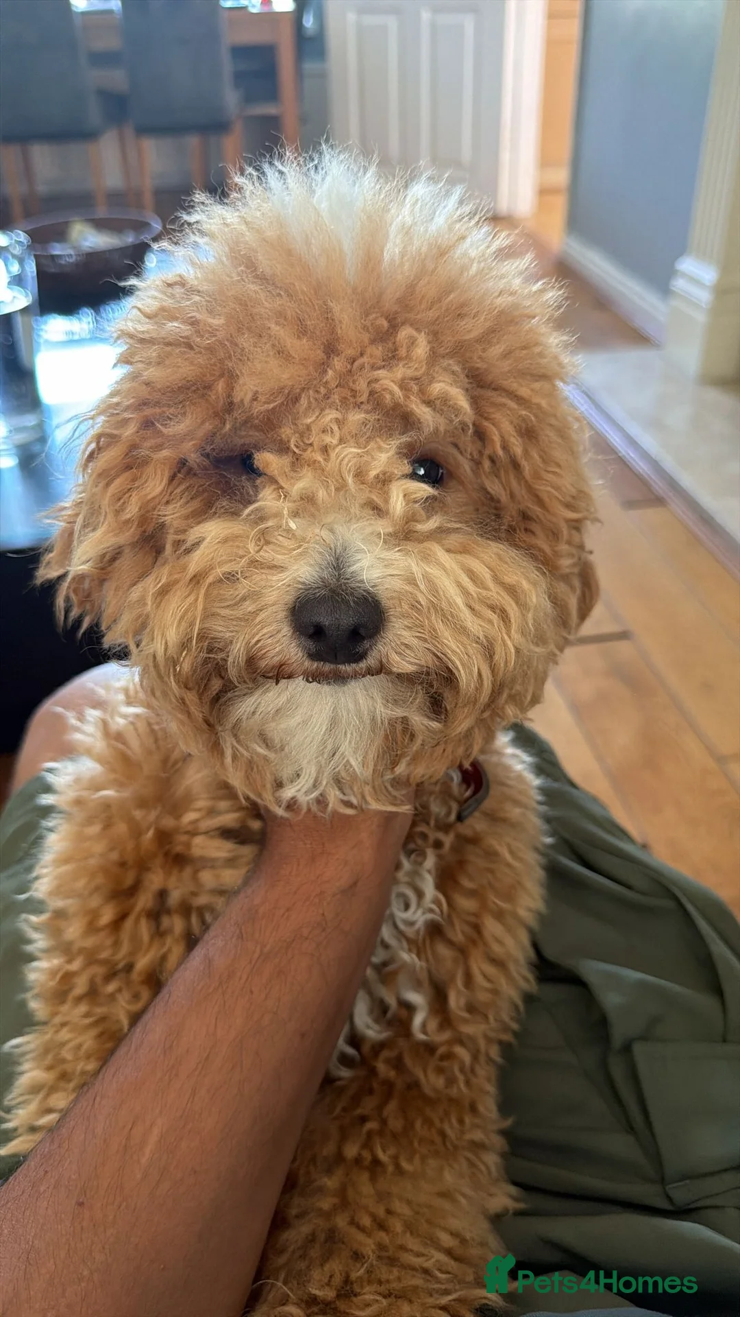 Cockapoo dogs for sale: 9 months old lovely male cockapoo - Advert 3
