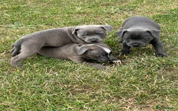 Staffordshire Bull Terrier dogs for sale: Adorable KC Reg/Health Tested SBT Puppies - Image 1