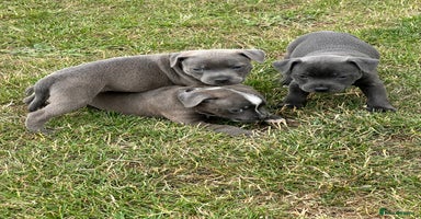Staffordshire Bull Terrier dogs - Advert 4
