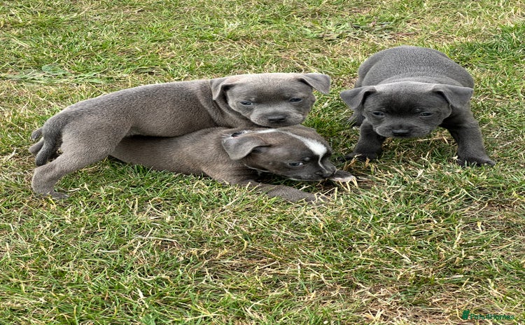 Staffordshire Bull Terrier dogs - Advert 1