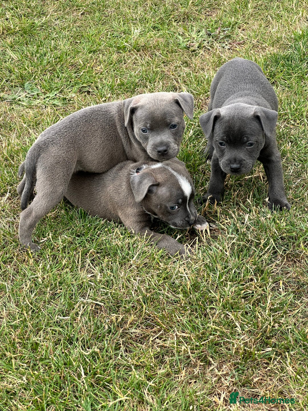 Staffordshire Bull Terrier dogs for sale: Adorable KC Reg/Health Tested SBT Puppies - Image 1