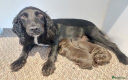 Cocker Spaniel dogs for sale: Chocolate working cocker - Image 4