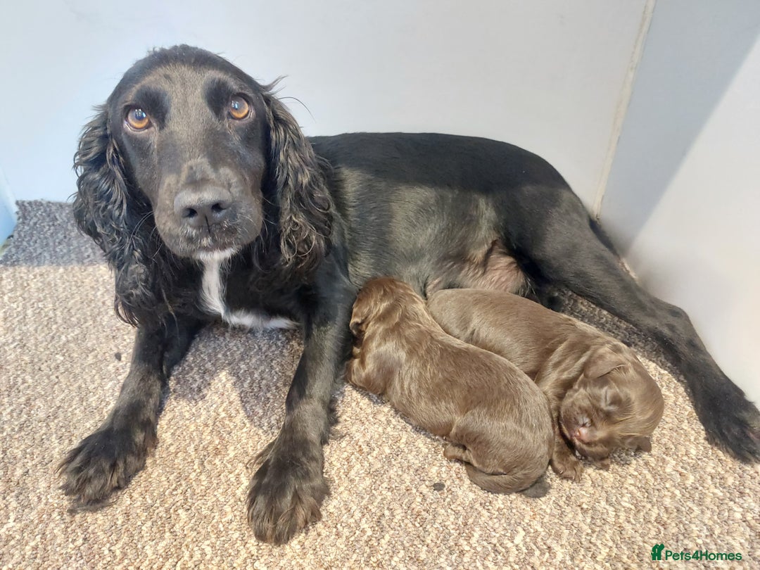 Cocker Spaniel dogs for sale: Chocolate working cocker - Image 4
